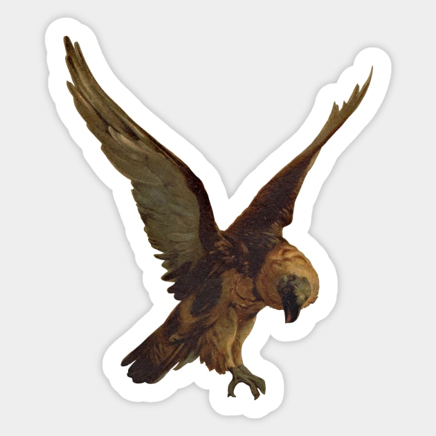 Bird of Prey Sticker by TRNCreative